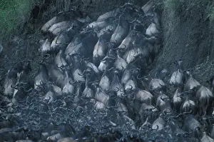 Fittest: Kenya, Masai Mara Game Reserve, Huge Wildebeest