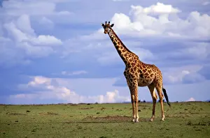 Masi: Kenya, Masai Mara Game Reserve. Kenyan Giraffe