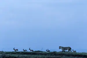 Thomsonii: Kenya, Masai-Mara game reserve, lion (Panthera leo)