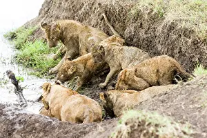 Boehmi: Kenya, Masai-Mara game reserve, lion (Panthera leo)