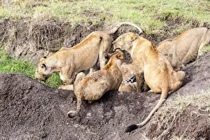 Boehmi: Kenya, Masai-Mara game reserve, lion (Panthera leo)