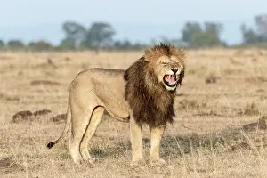 Grimace: Kenya, Masai-Mara game reserve, lion (Panthera leo)