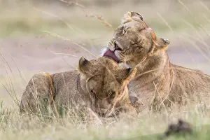 Cleanse: Kenya, Masai-Mara game reserve, lion (Panthera leo)