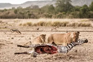 Specific: Kenya, Masai-Mara game reserve, lion (Panthera leo)