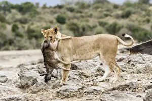 Albojubatus: Kenya, Masai-Mara game reserve, lion (Panthera leo)
