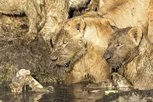 Boehmi: Kenya, Masai-Mara game reserve, lion (Panthera leo)
