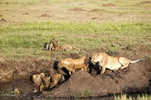 Equid: Kenya, Masai-Mara game reserve, lion (Panthera leo)