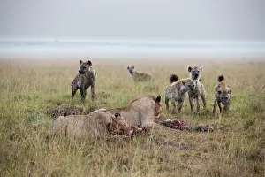 Specific: Kenya, Masai-Mara game reserve, lion (Panthera leo)