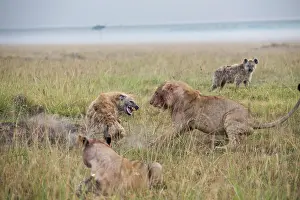 Aggressiveness: Kenya, Masai-Mara game reserve, lion (Panthera leo)