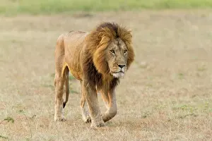 Optical: Kenya, Masai-Mara game reserve, lion (Panthera leo)