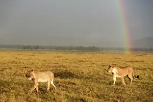 Follow: Kenya, Masai-Mara game reserve, lion (Panthera leo)