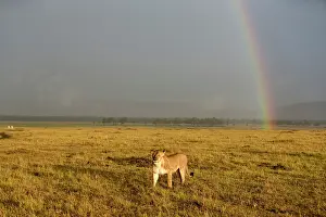 Optical: Kenya, Masai-Mara game reserve, lion (Panthera leo)