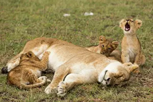 Suck: Kenya, Masai-Mara game reserve, Lion (Panthera leo)