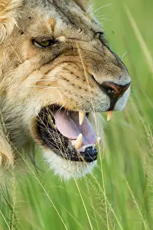 Grimace: Kenya, Masai-Mara game reserve, Lion (Panthera leo)