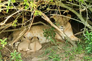 Suck: Kenya, Masai-Mara game reserve, Lion (Panthera leo)