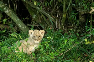 Brushwood: Kenya, Masai-Mara game reserve, Lion (Panthera leo)