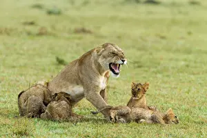 Perception: Kenya, Masai-Mara game reserve, Lion (Panthera leo)