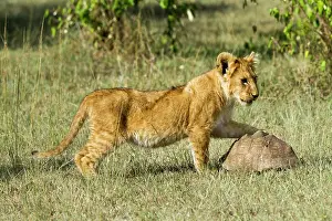 Geochelone: Kenya, Masai-Mara game reserve, Lion (Panthera leo)