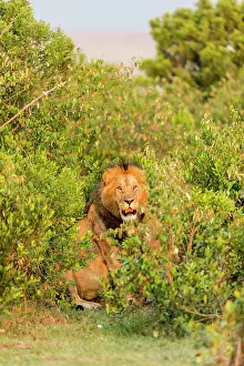 Brushwood: Kenya, Masai-Mara game reserve, lion (Panthera leo)