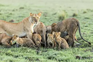 Boehmi: Kenya, Masai-Mara game reserve, lion (Panthera leo)