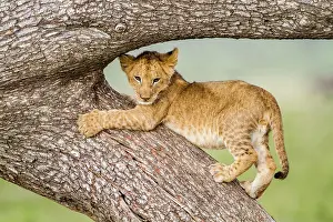 Scratch: Kenya, Masai-Mara game reserve, Lion (Panthera leo)