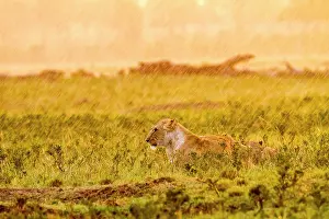 Liquid: Kenya, Masai-Mara game reserve, lion (Panthera leo)