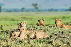 Wheedle: Kenya, Masai-Mara game reserve, lion (Panthera leo)