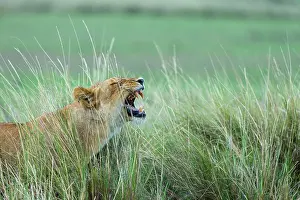 Grimace: Kenya, Masai-Mara game reserve, lion (Panthera leo)