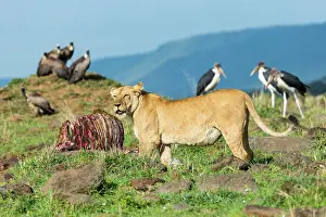 Necrophage: Kenya, Masai-Mara game reserve, lion (Panthera leo)