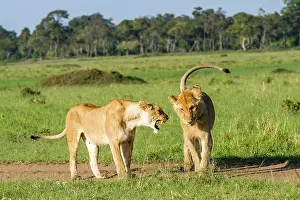 Aggressiveness: Kenya, Masai-Mara game reserve, lion (Panthera leo)