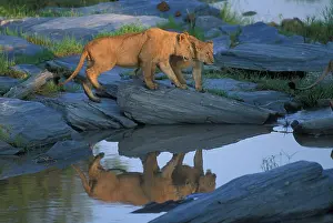 Pride: Kenya, Masai Mara Game Reserve, Lion pride