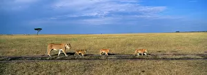 Pride: Kenya, Masai Mara Game Reserve, Lion pride