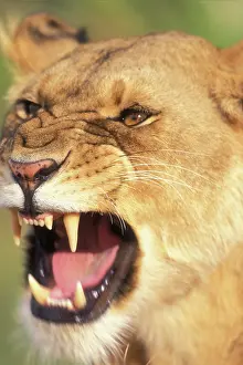 Parched: Kenya, Masai Mara Game Reserve, Lioness