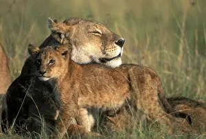 Kenya, Masai Mara Game Reserve, Lioness