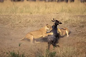 Hunted: Kenya, Masai Mara Game Reserve, Lions (Panthera