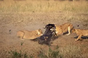 Hunted: Kenya, Masai Mara Game Reserve, Lions (Panthera