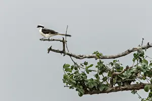 Laniidae: Kenya, Masai-Mara game reserve, Long-tailed Fiscal