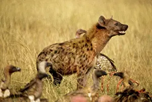 Ferocious: Kenya. Masai Mara Game Reserve, Mara Conservancy