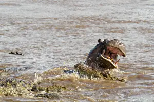 Hippopotamidae: Kenya, Masai-Mara game reserve, Mara river, Nile