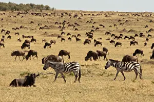 Triangle: Kenya, Masai Mara Game Reserve, Mara Triangle
