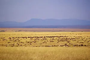 Relocate: Kenya, Masai Mara Game Reserve. Migration