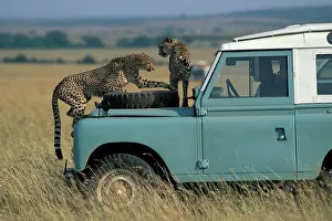 Auto: Kenya, Masai Mara Game Reserve, (MR) Cheetahs