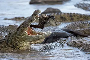 Kenya, Masai Mara Game Reserve. Nile Crocodile