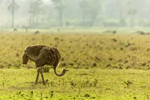Struthionidae: Kenya, Masai-Mara game reserve, ostrich (Struthio