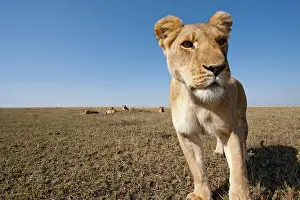 Individuality: Kenya, Masai Mara Game Reserve. Remote camera