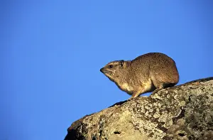 Capensis: Kenya, Masai Mara Game Reserve. Rock Dassie