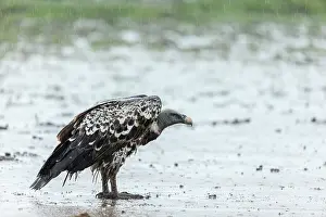 Liquid: Kenya, Masai-Mara game reserve, Rueppell's Griffon