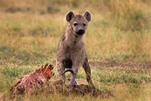 Ferocious: Kenya, Masai Mara Game Reserve. Spotted