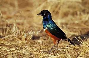 Spreo: Kenya, Masai Mara Game Reserve. Superb Starling