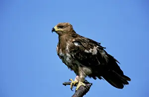 Confidence: Kenya, Masai Mara Game Reserve. Tawny Eagle